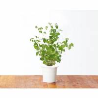 Click and Grow - Seeds Kit - 3x Marjoram
