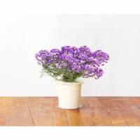 Click and Grow - Seeds Kit - 3x Sweet Alyssum