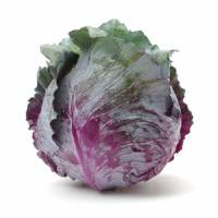 Vegetable Seeds - Violet Savoy Cabbage of Verona - Sem. Dotto