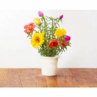 Click and Grow - Kit Semi - 3x Moss Rose