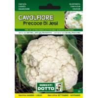 Sementi da Orto - Cauliflower Precoce di Jesi - Sem. Dotto
