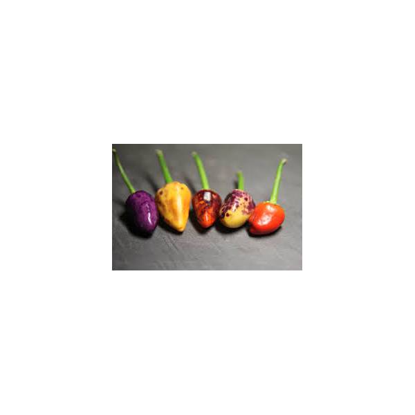 View Bolivian Rainbow Scoville Scale Pics