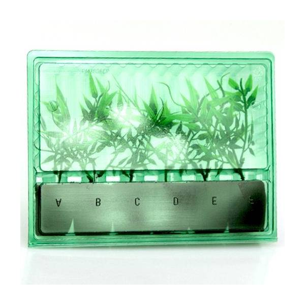 Blister for shipping and transport of 6 cuttings